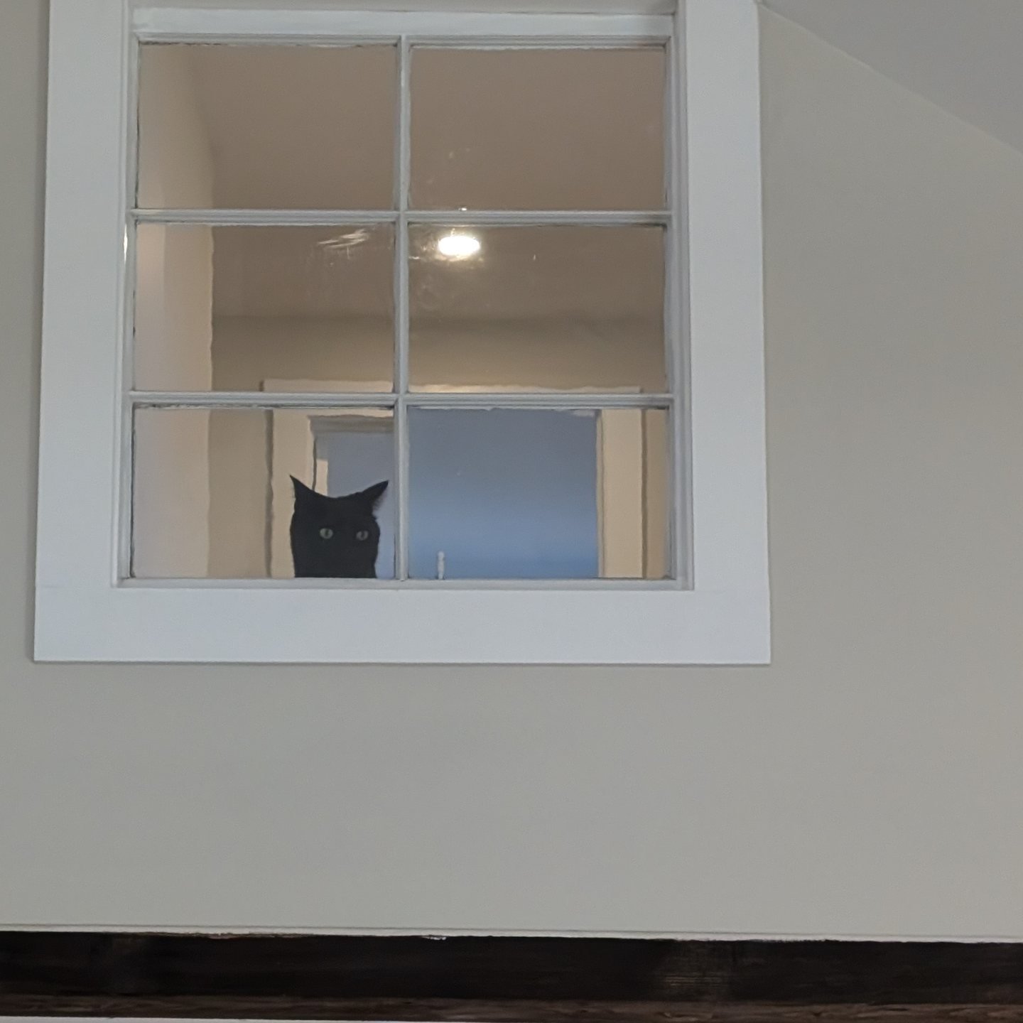 Milo looking down into the kitchen from the 2nd floor hall. #ruggleshill