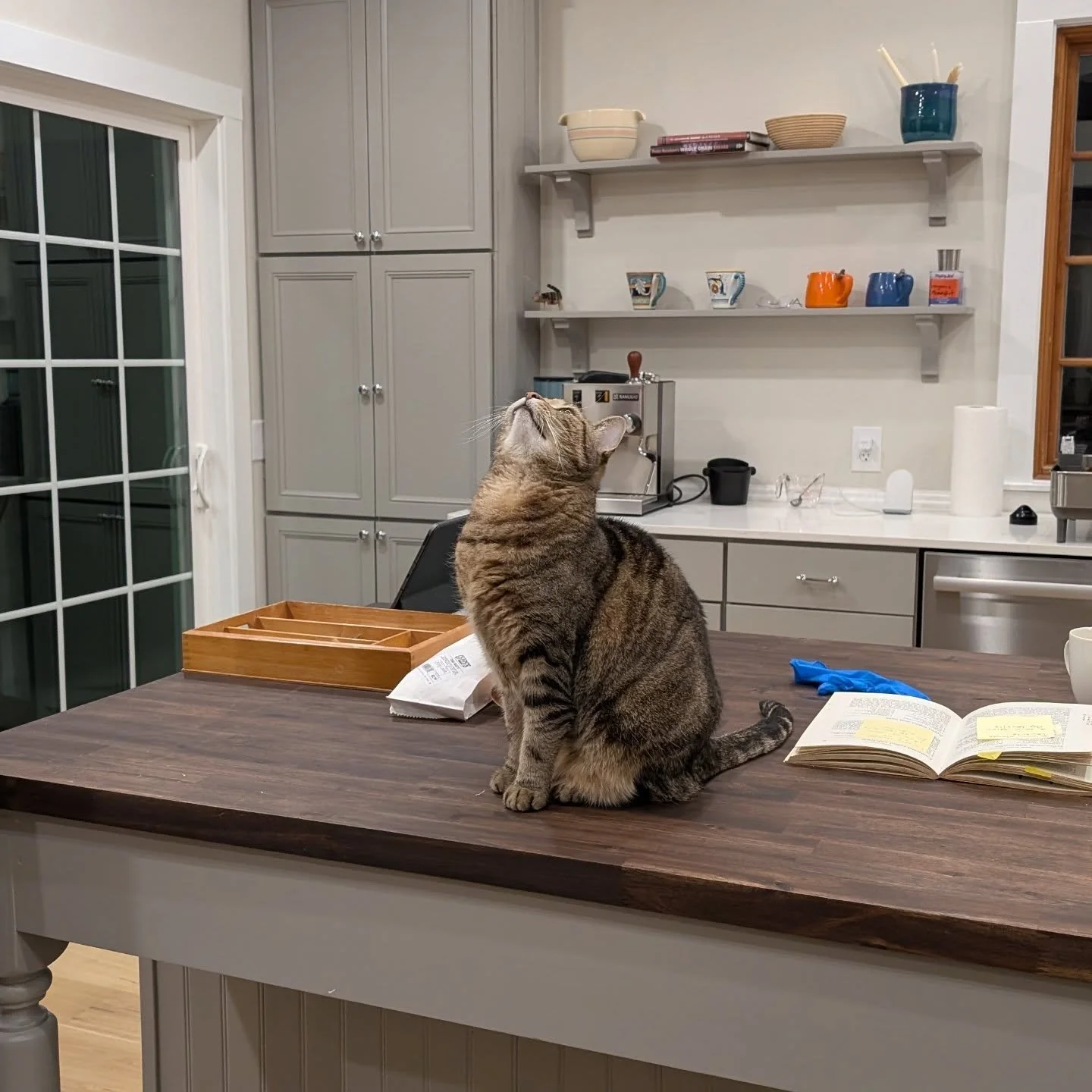 Ella contemplates the climb up onto the kitchen beam.