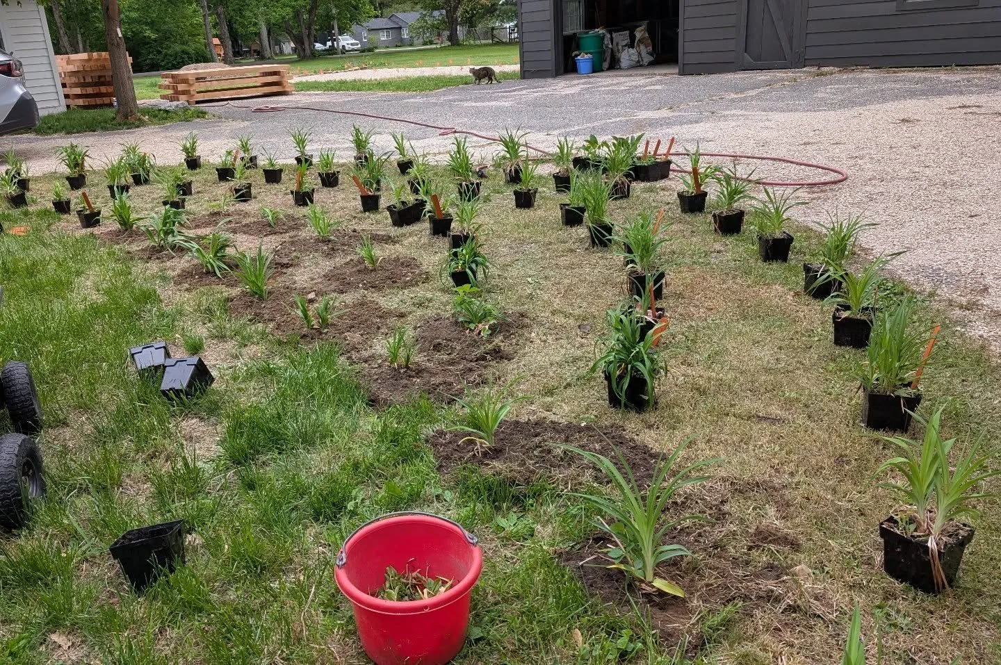 Some cool, cloudy weather for transplanting daylily vagabonds -- from Carlisle to Hardwick to Maine and now finally in the ground. Of the 120 or so that made the trip, these are ones where I didn't tag the variety. Glad to be working in sandy loam ra
