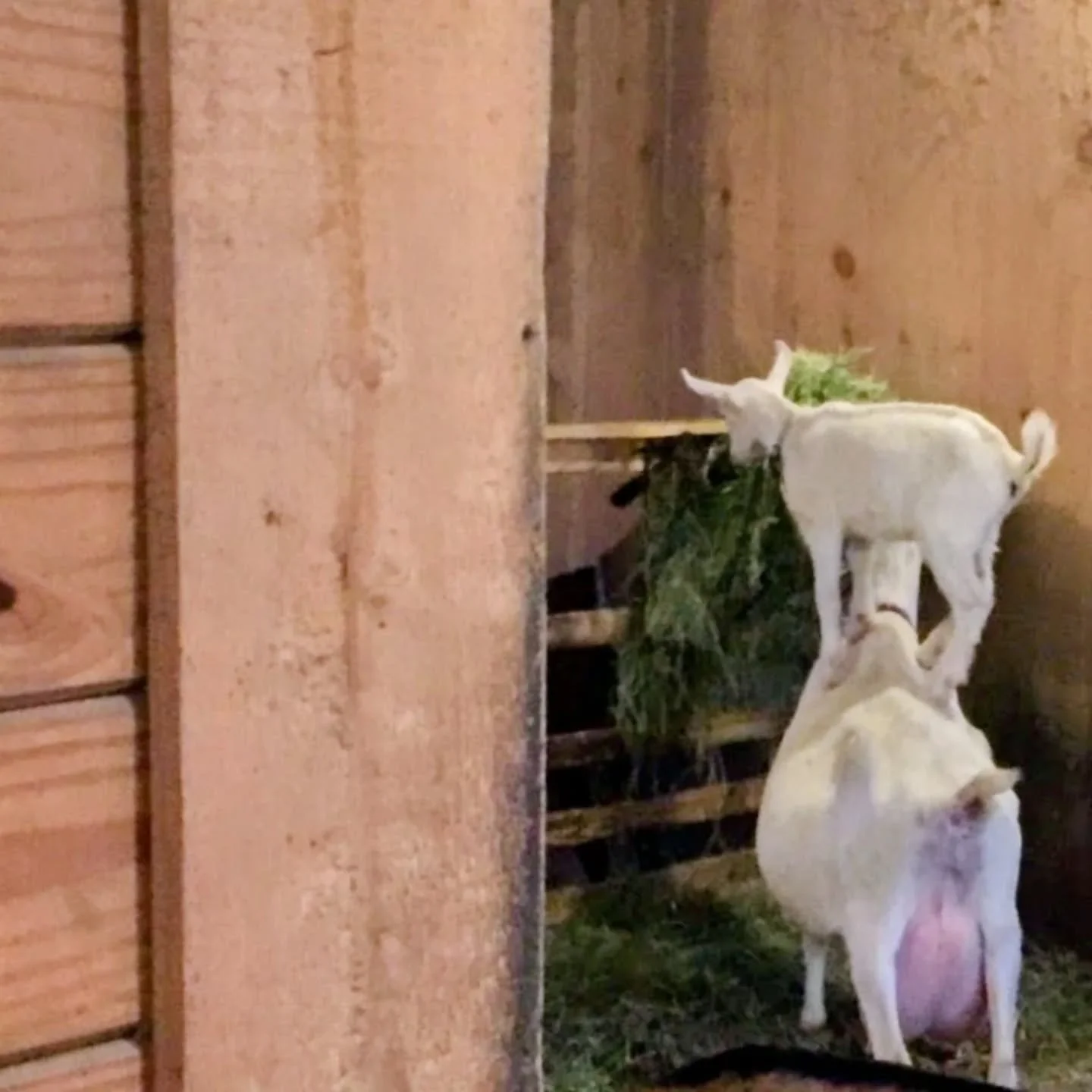 The ever quirky Saanen, Molly with 4-week old Chloe. 2016