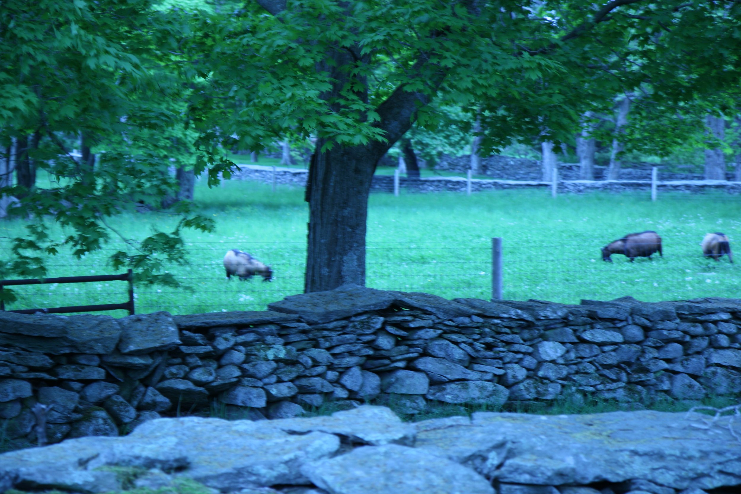 The bucks' front pasture, Hardwick