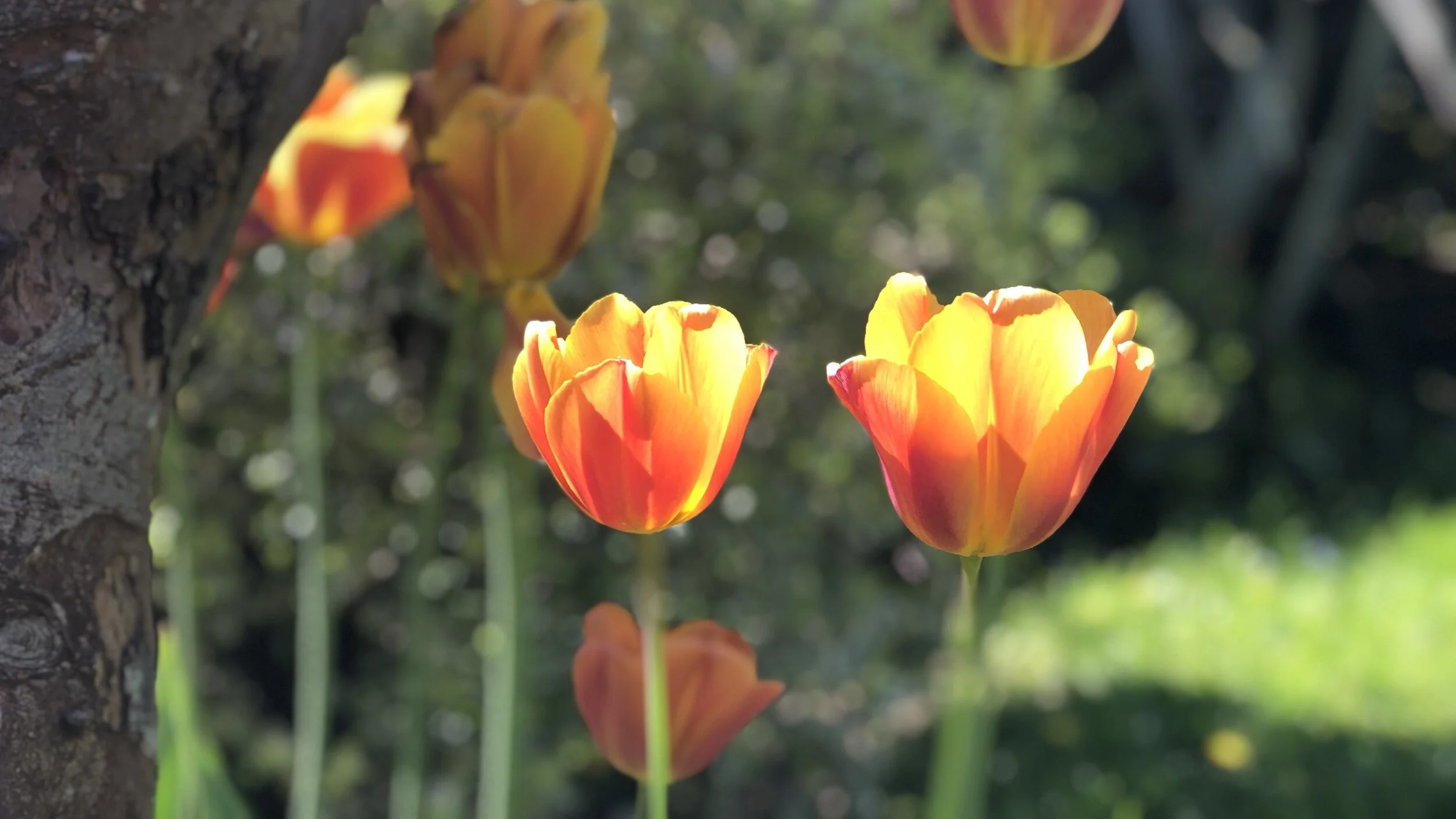 Joy in the time of coronavirus 