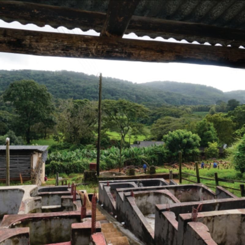 Kenyan Coffee Farming - Perfect Daily Grind