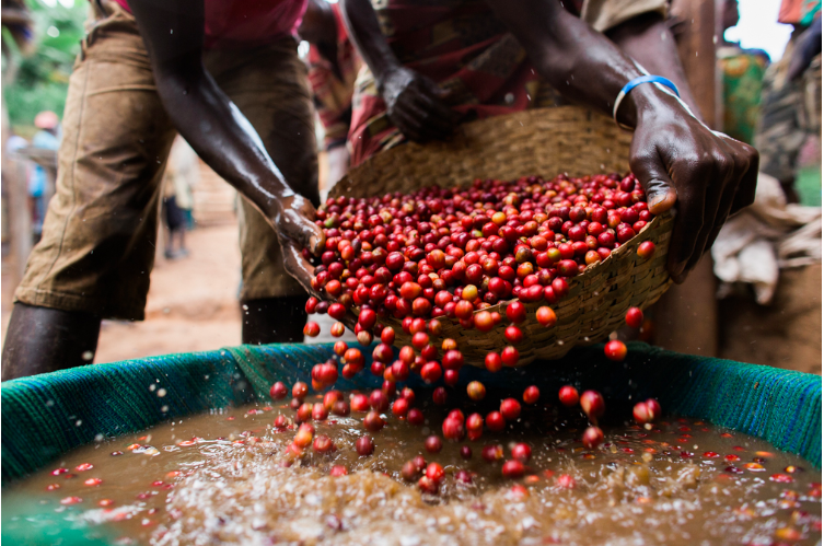 Burundi Longmiles coffee | Batch coffee UK | Coffee reviews UK | Best coffee UK | Coffee roasters UK |