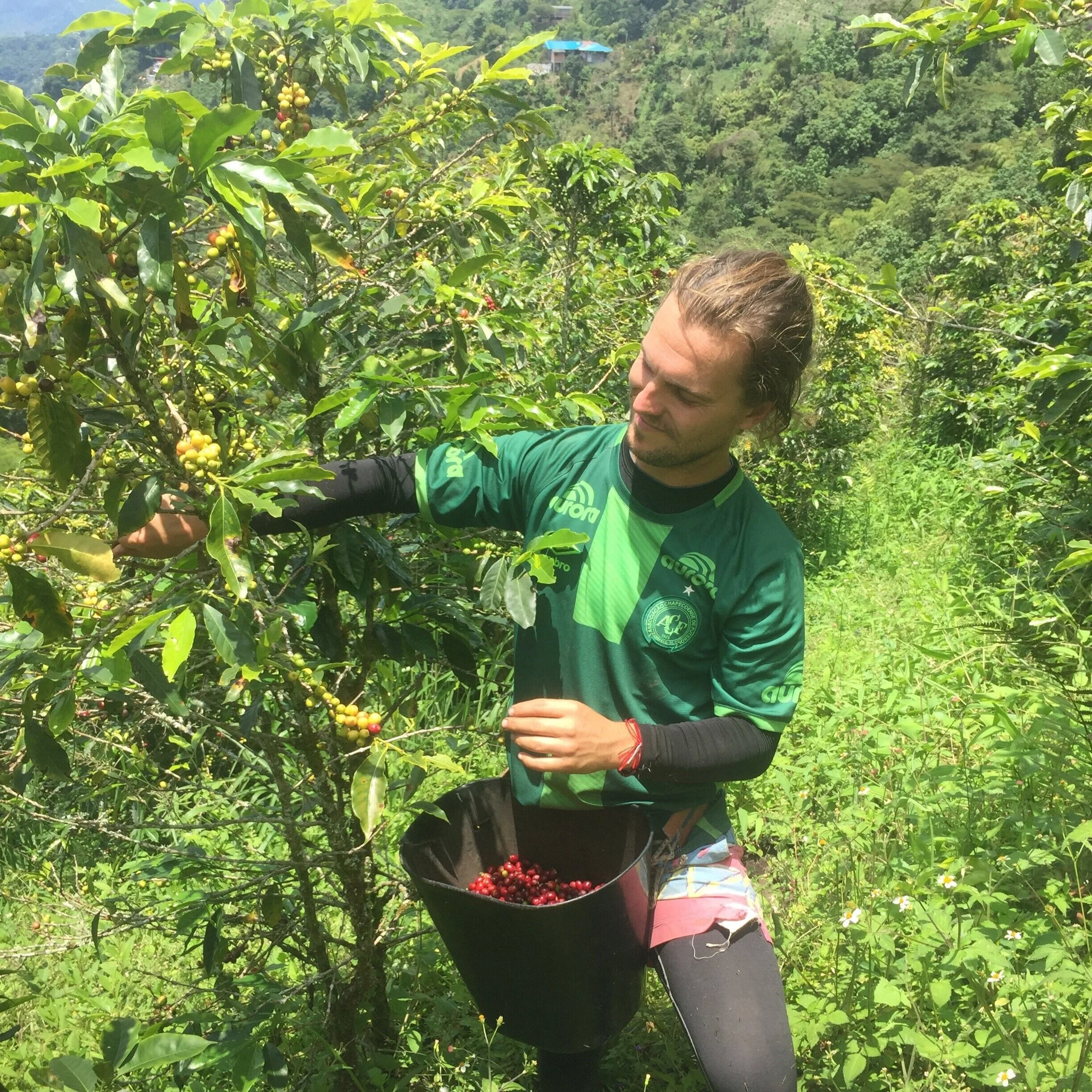 Working on a Colombian coffee farm