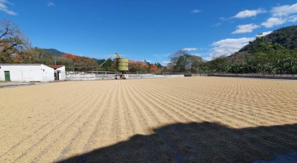 Two Chimps  Coffee - Guatemala Coffee farm