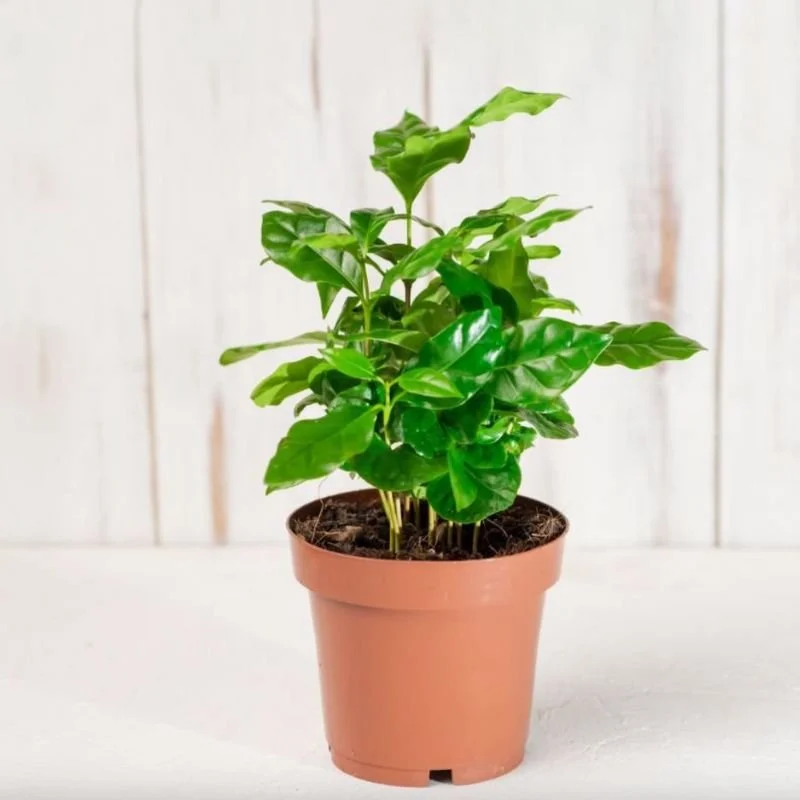 Can You Grow Coffee At Home?