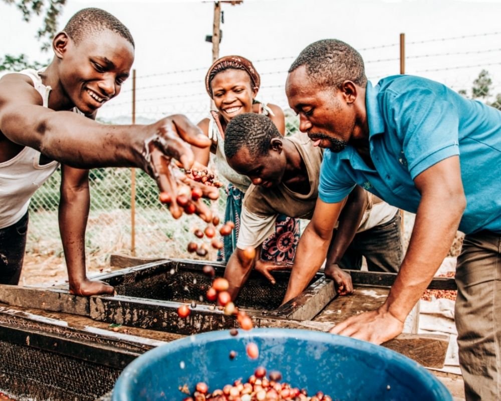 Fair beans ugandan coffee