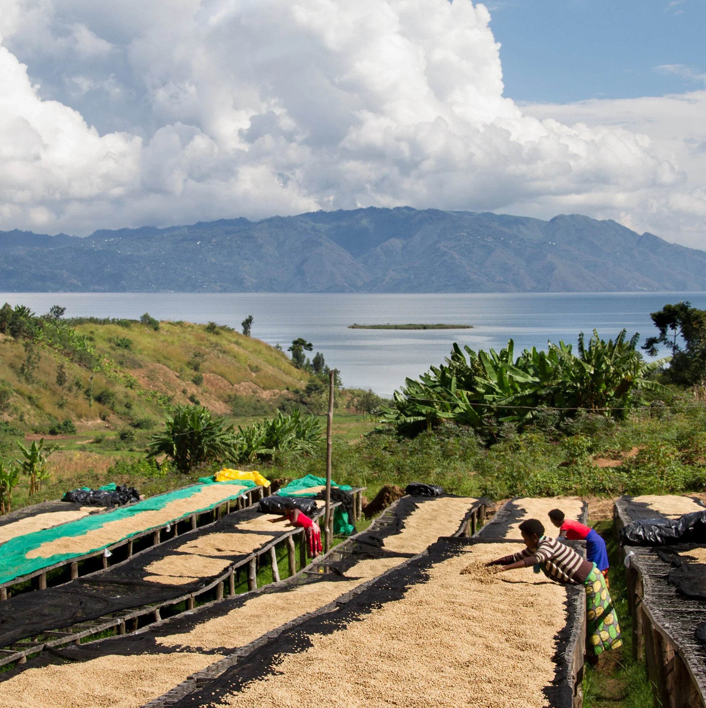 Rwandan Coffee Conscious