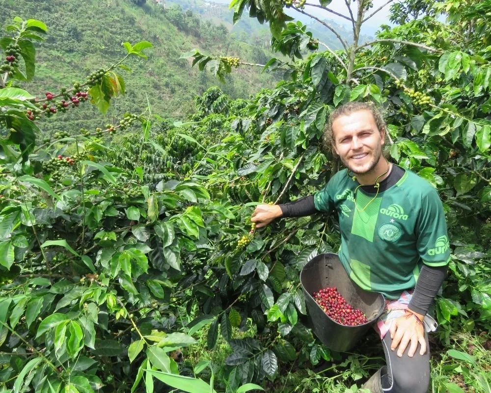 Colombian Coffee Farms Tom