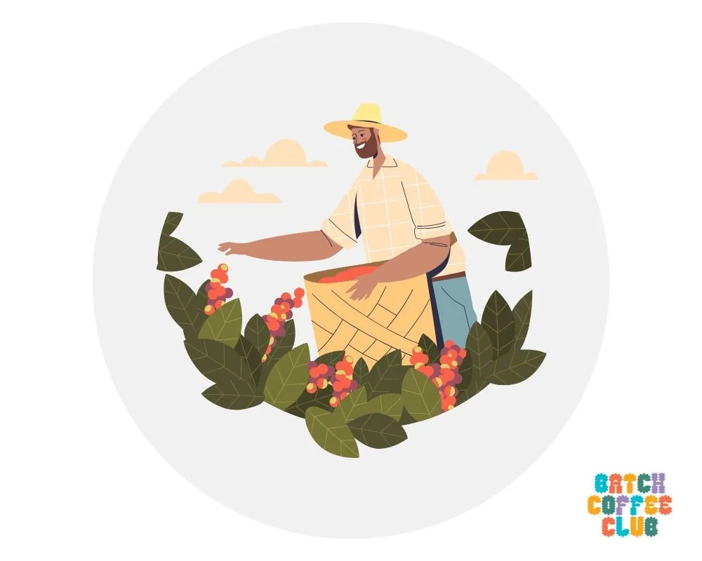 UK Coffee Roasters (2024) 50 of the Best