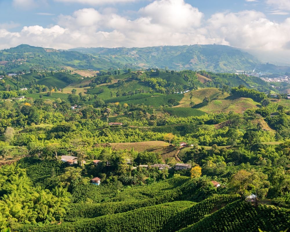 Colombian Decaf Caravan