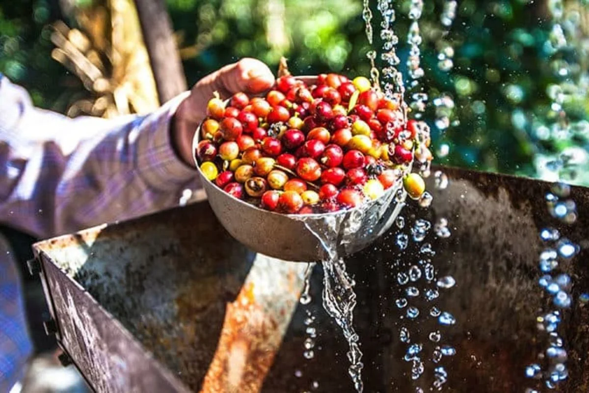 Should I Wash My Coffee Beans? (What is washed coffee?)