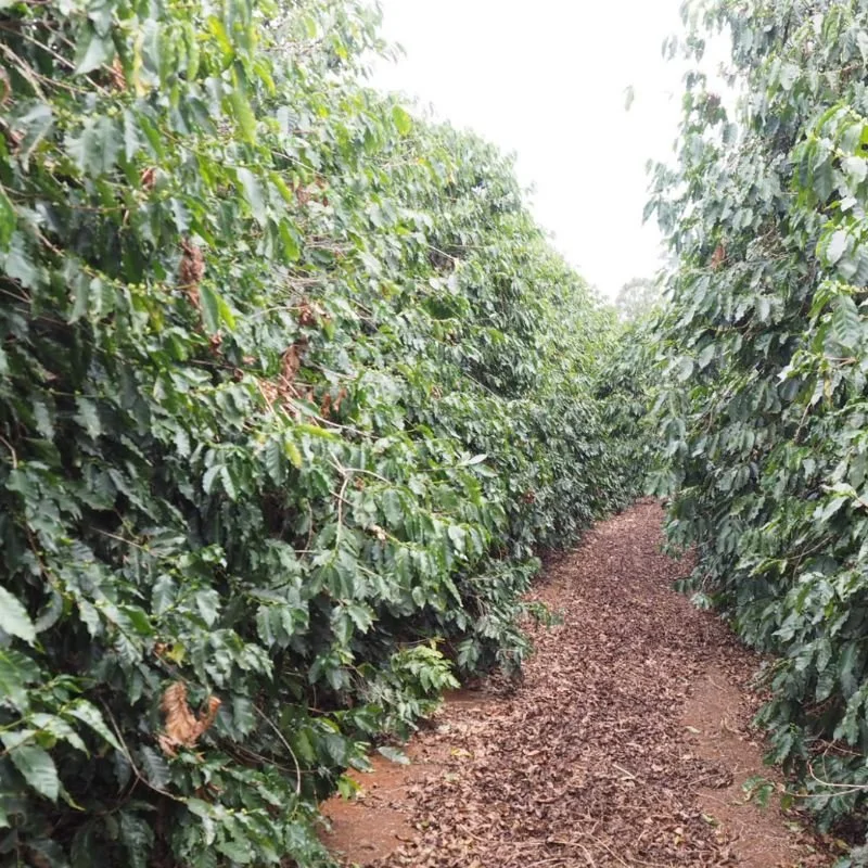 Manhattan coffee brazil