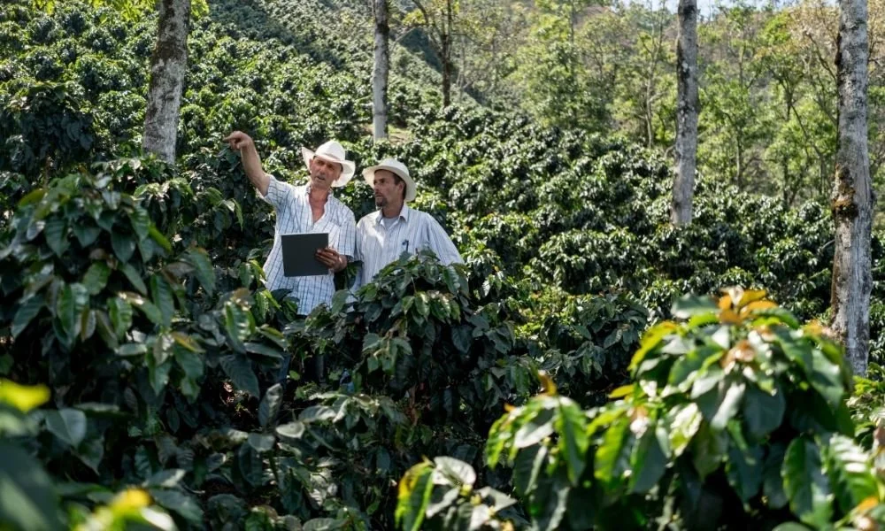 Panama Geisha Coffee