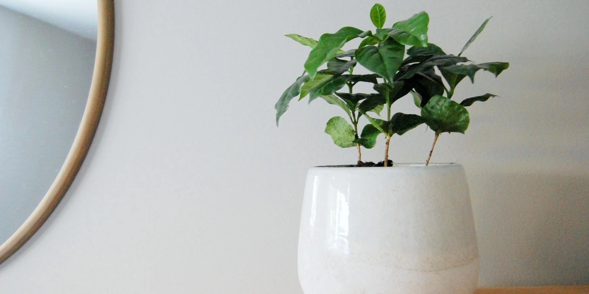 Gifts for Coffee lovers plant