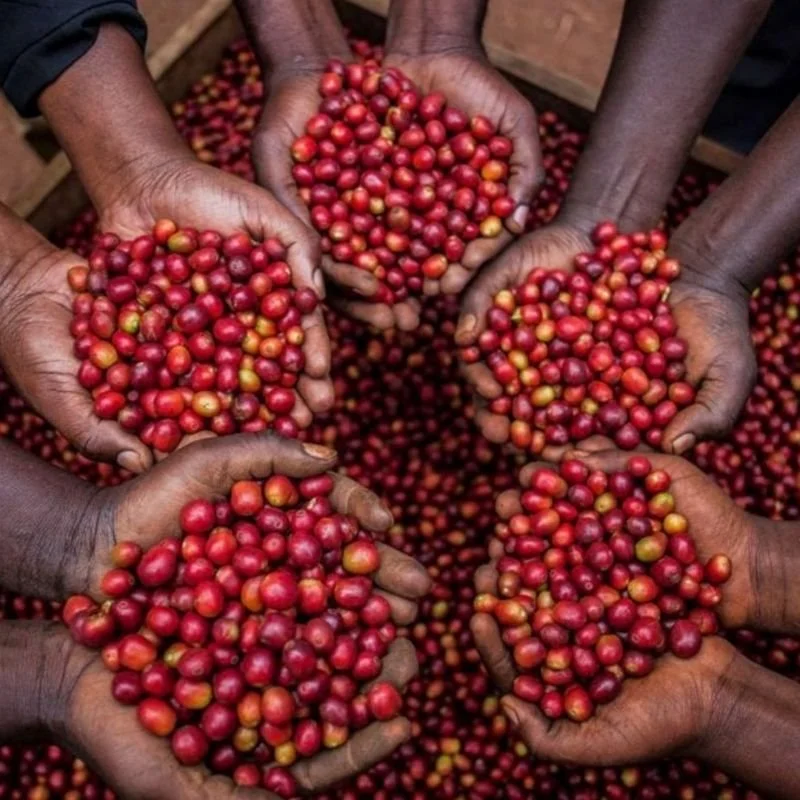 Ugandan Coffee Farming
