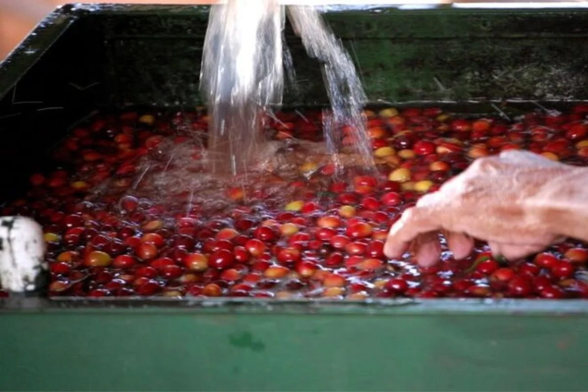 Should I Wash My Coffee Beans? (What is washed coffee?)