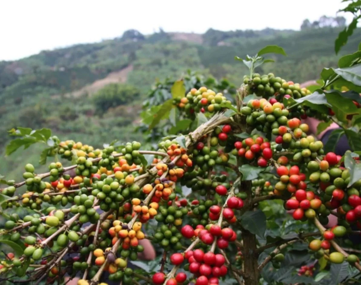 Colombian decaf beantale.jpg