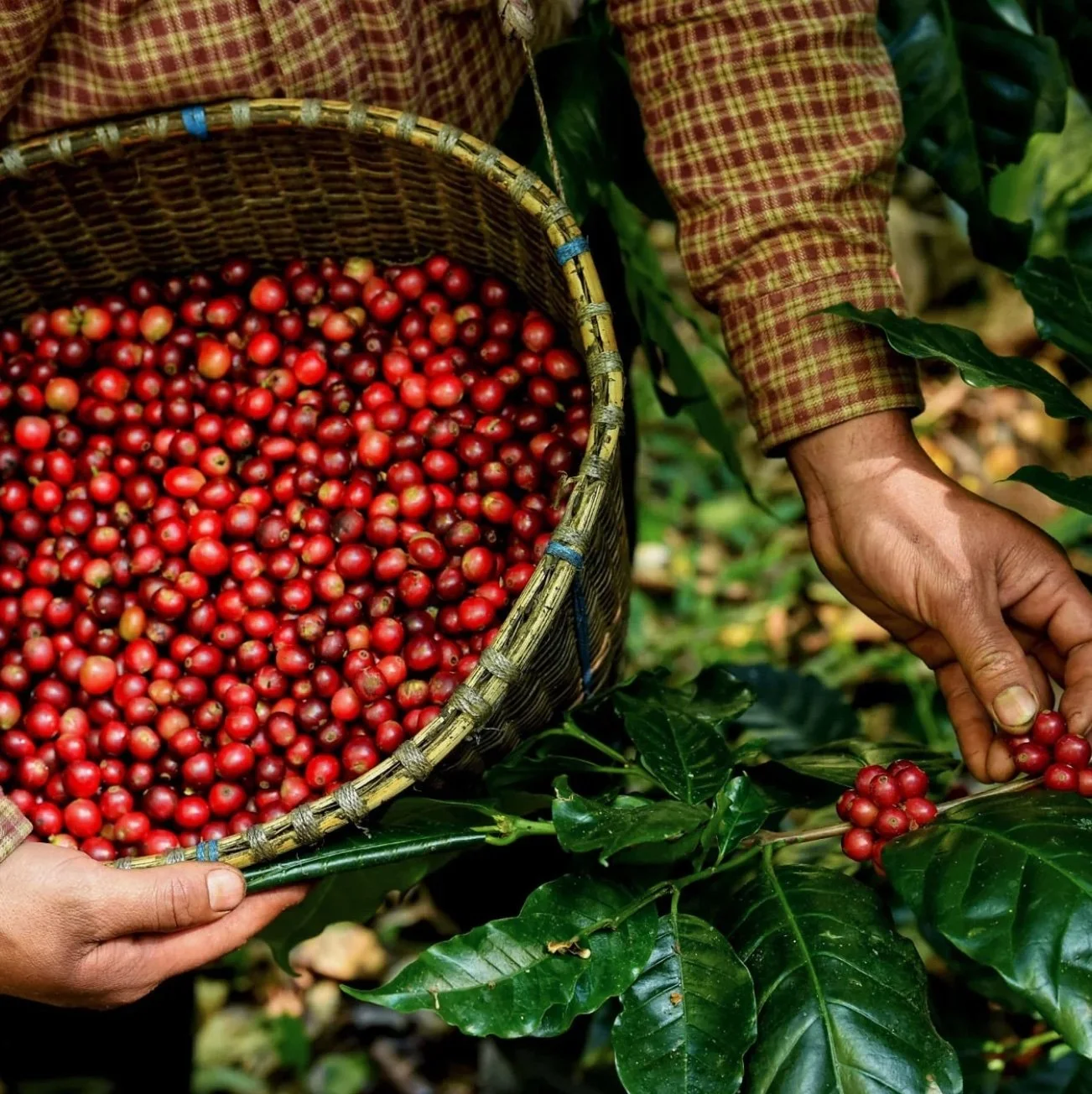 Colombia Coffee Chipp.jpg