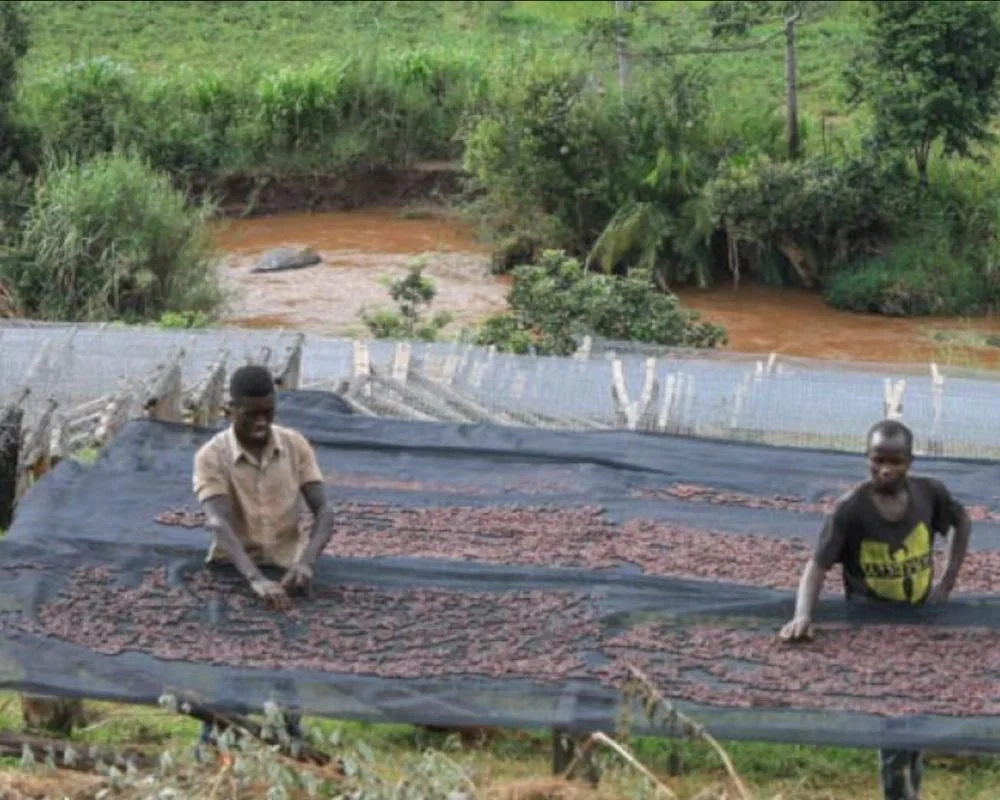 Goldbox coffee roasters burundi