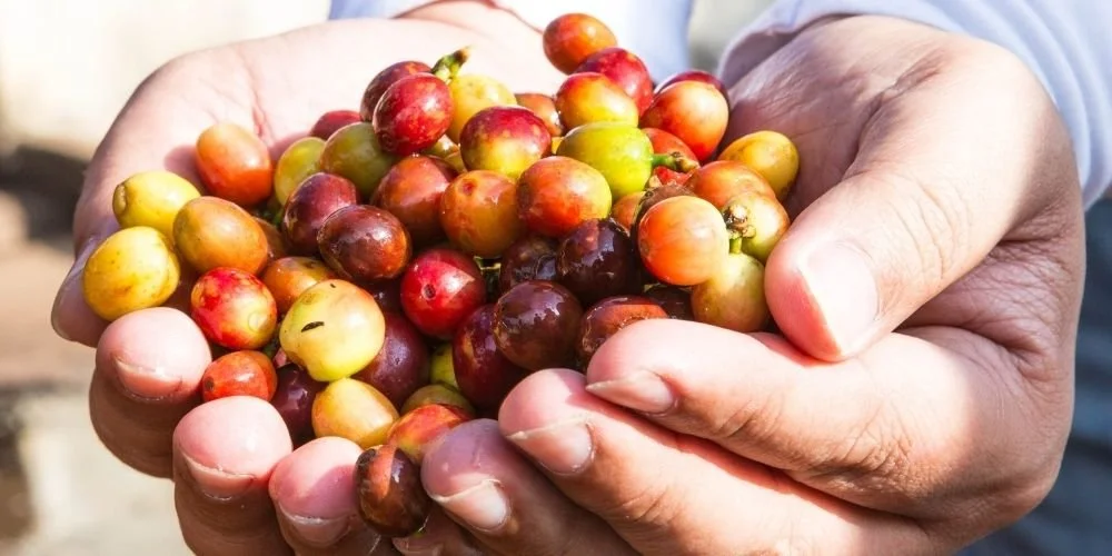 Coffee Cherry