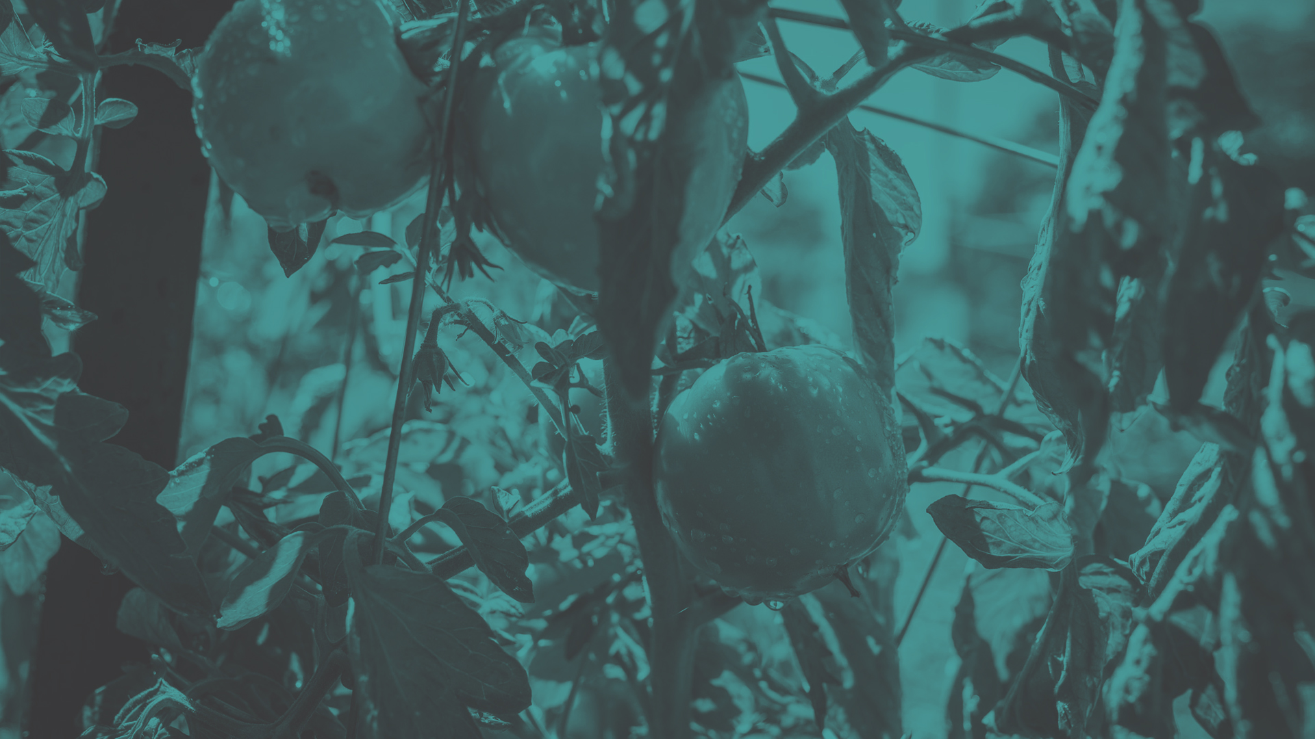 banner-grow.jpg