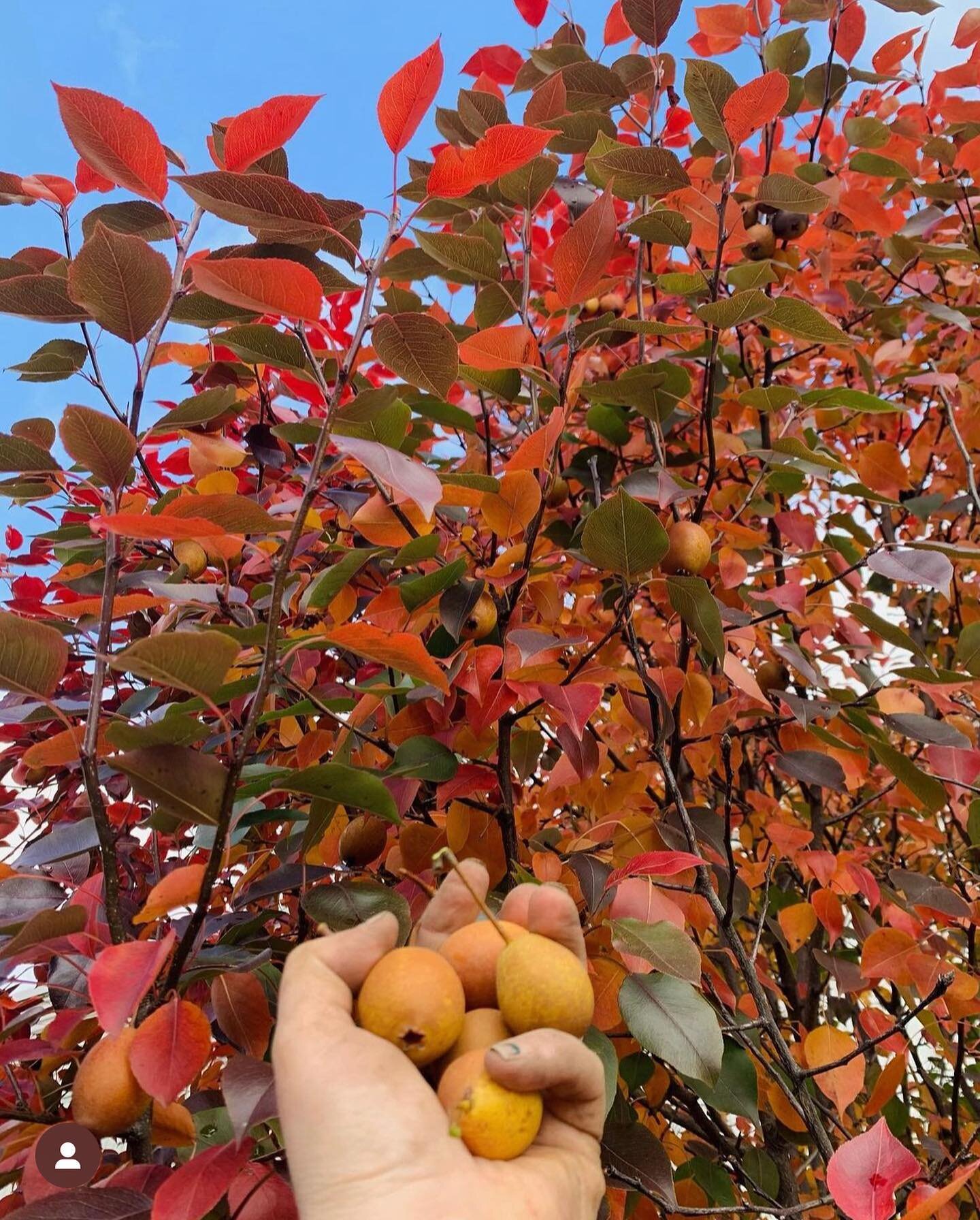 **Repost from @growingchefsontario** 

There are so many cool things to discover at the Western Fair District! One of our favourites is this beautiful Jesuit Pear Tree! Jesuit Pear Trees produce small, tangy pears from late summer to the late fall. ?