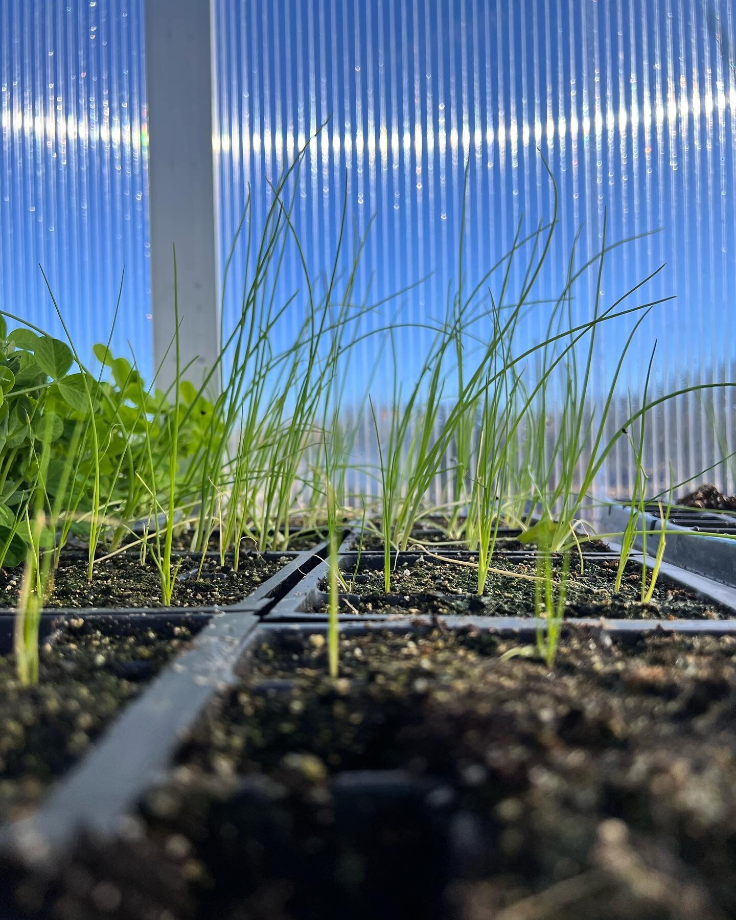 It might be cold out but inside the @growingchefsontario Community Green House at The Grove it&rsquo;s warm enough to grow a variety of vegetables all year round! 

Check out some of these new seedlings and produce that&rsquo;s been happily sprouting