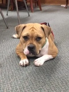 Central Catholic Welcomes Georgia, the Emotional Support Dog