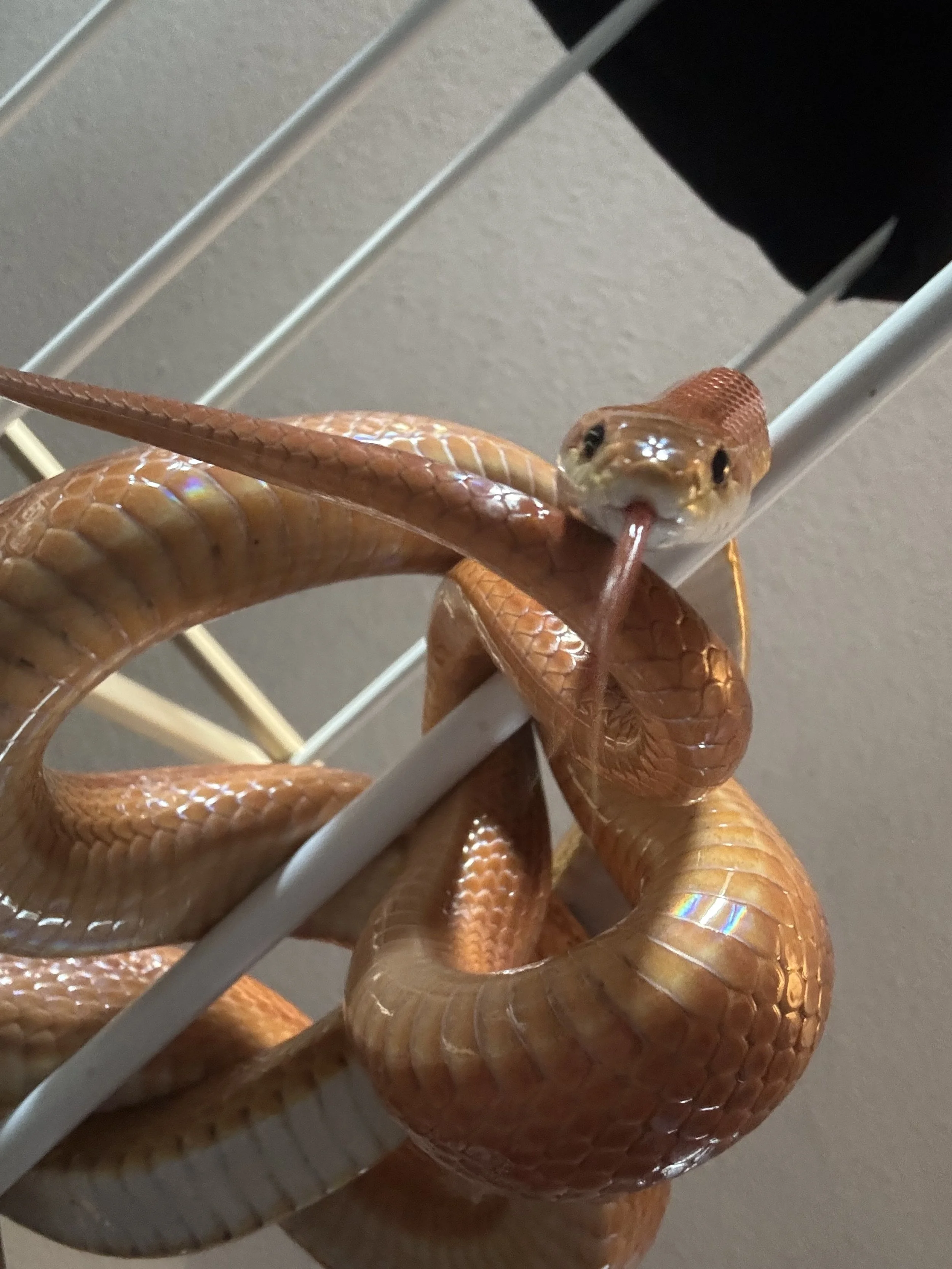 Kruse Slinky.jpg