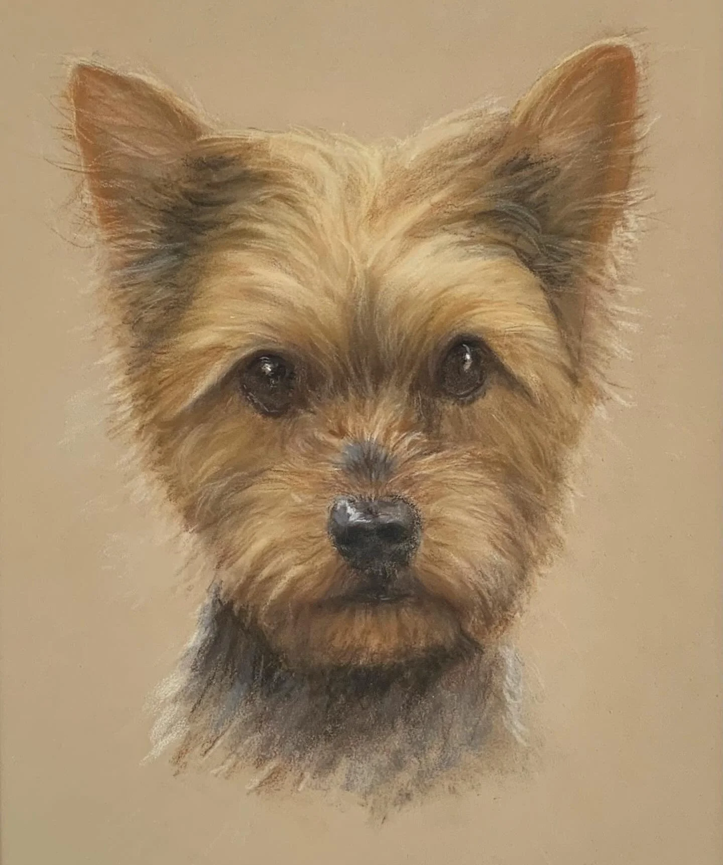 A memorial portrait of little darling Effy 🌈