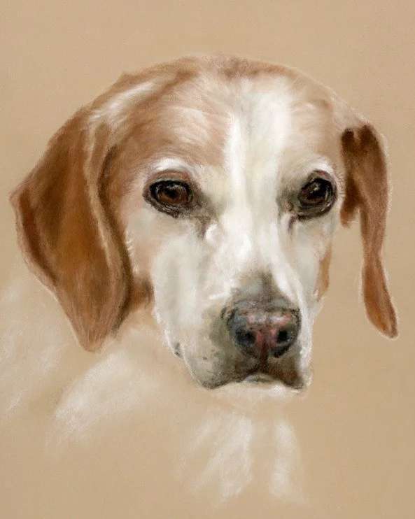 Another beautiful Bella crossed over the rainbow bridge