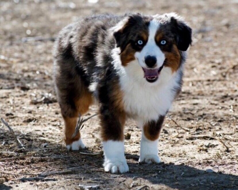 mini aussie