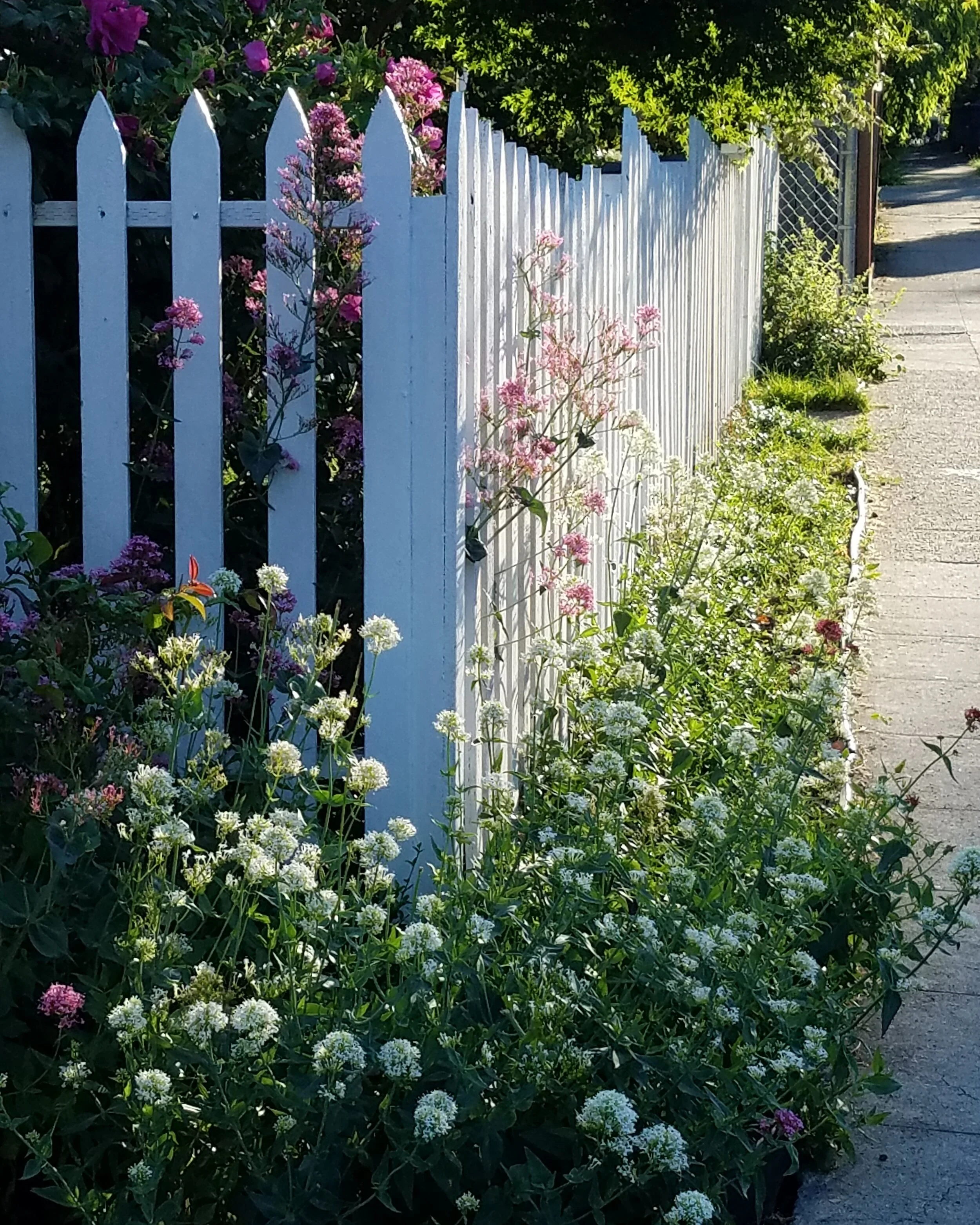  White and pink flowers grow around and through a white picket fence 