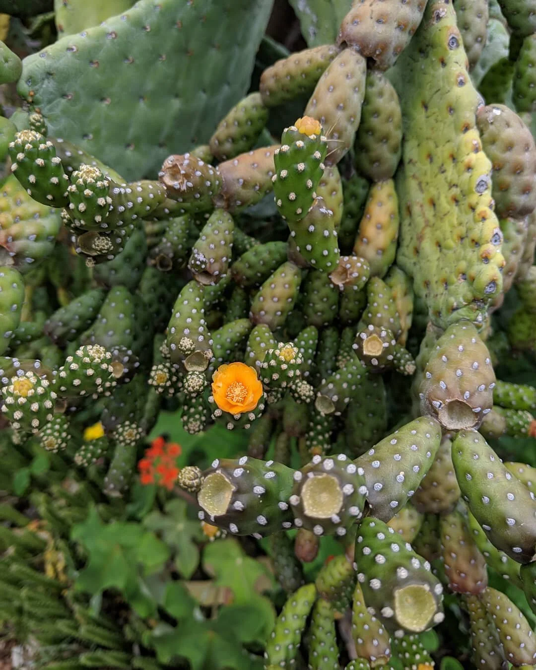 A small orange flower blooms on a cactus 