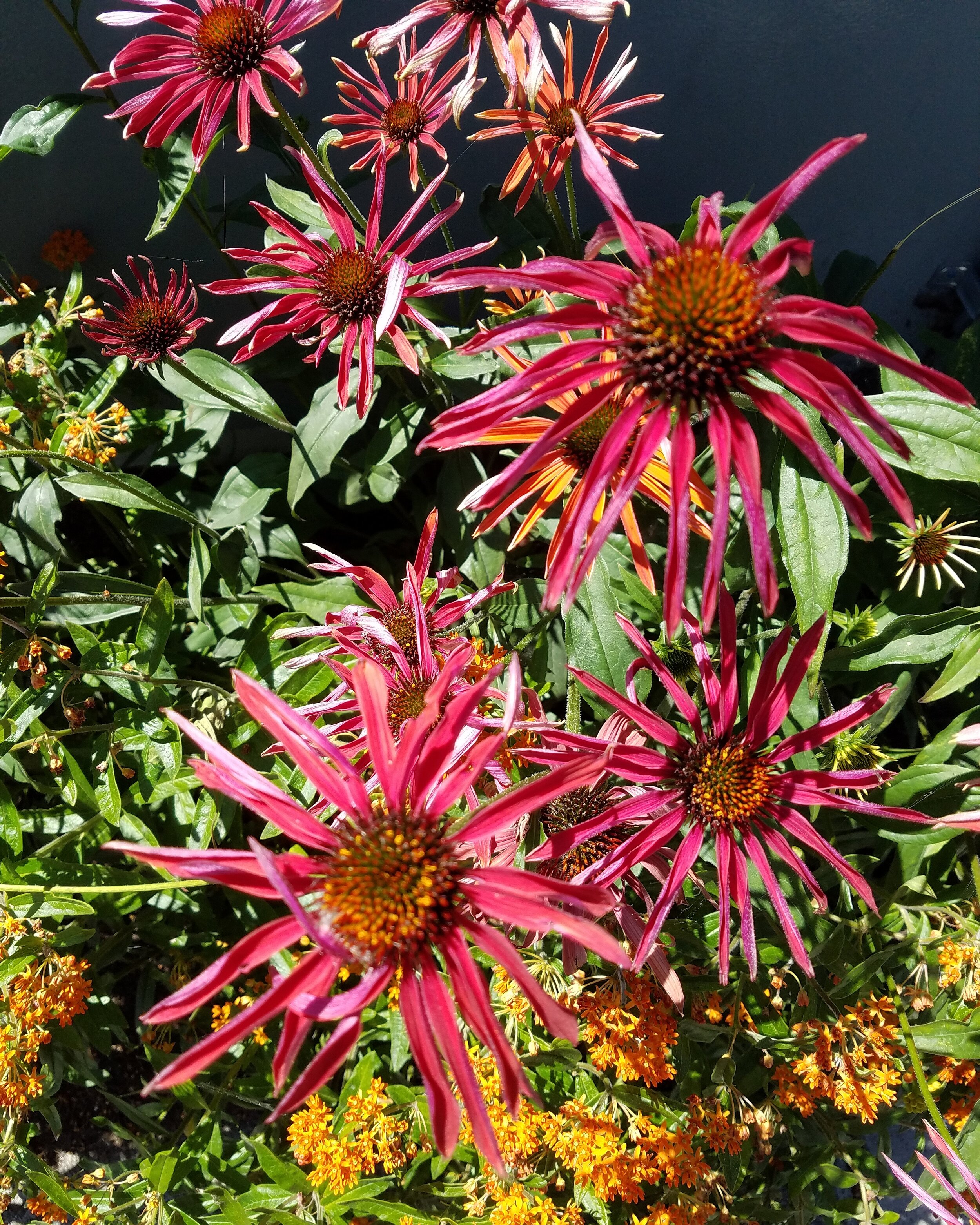  Scraggly pink flowers in bright sunlight 