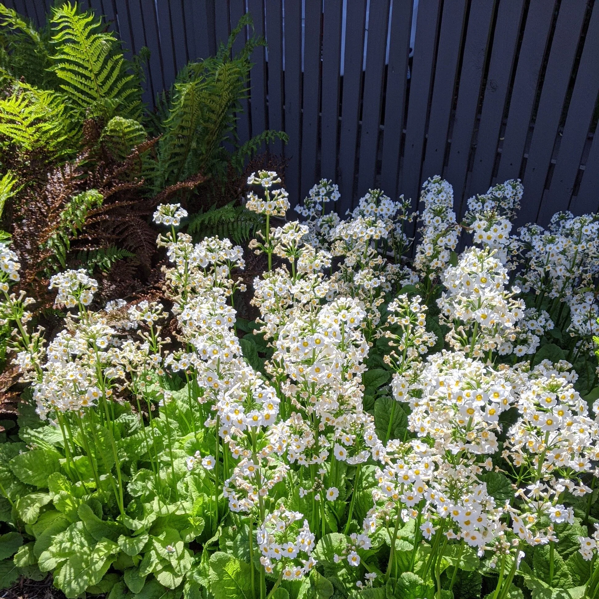  Fluffy-looking white flowers  in bright sunlight 