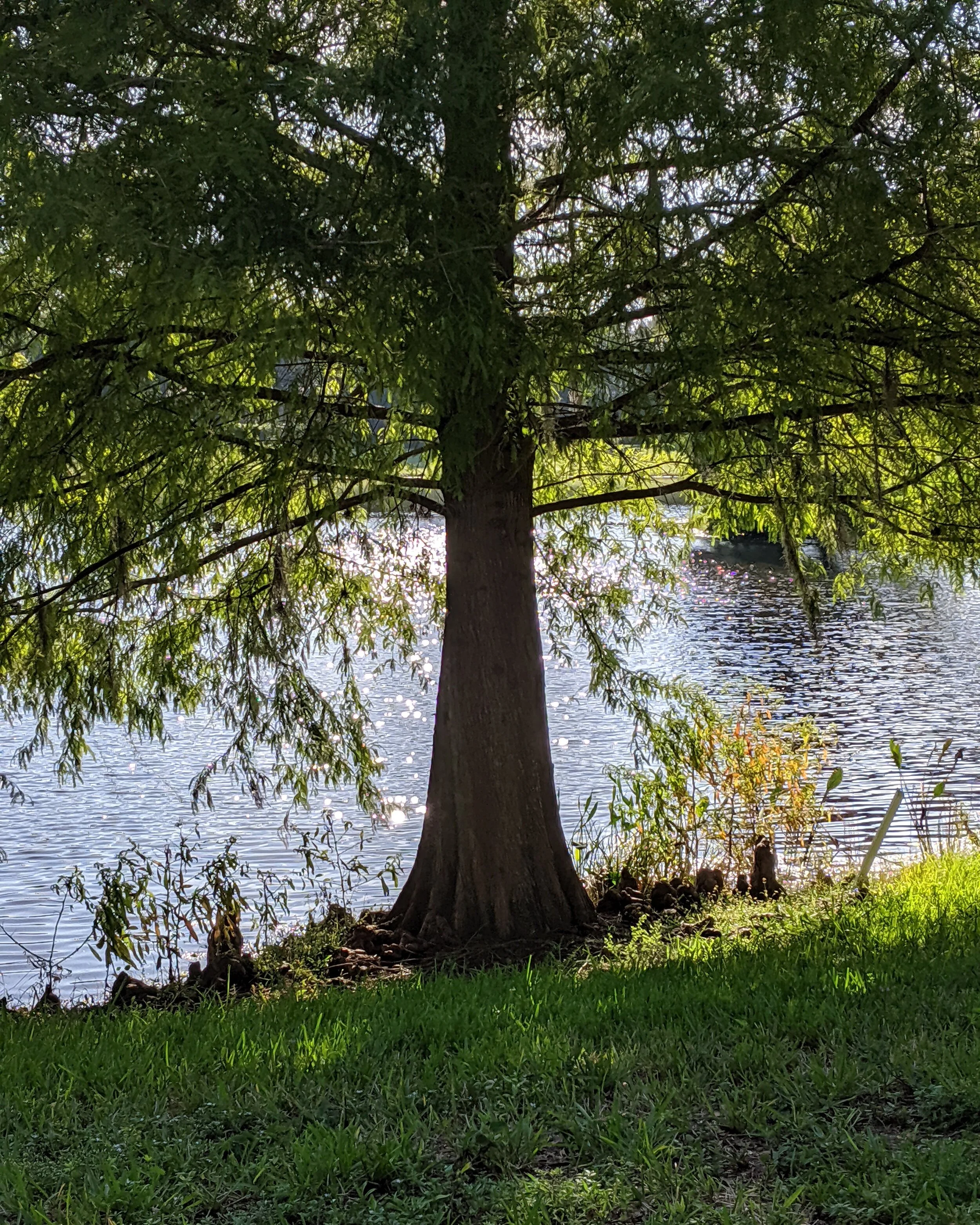  The trunk and lower branches of a tree on the edge of a peaceful lake 