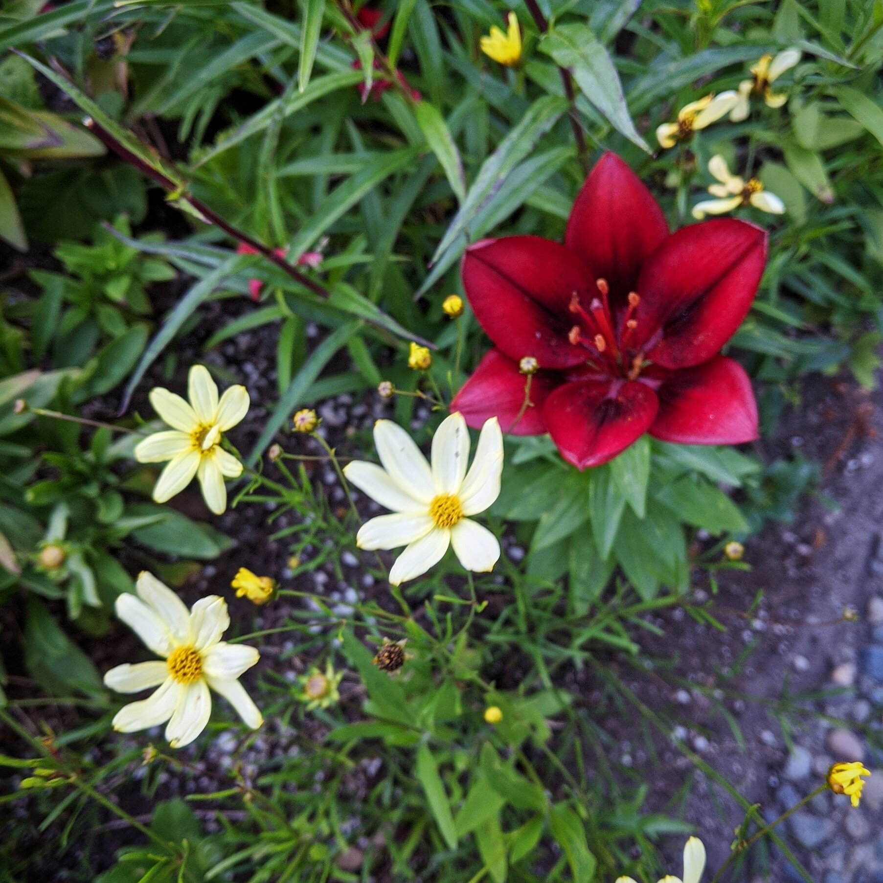  A deep red flower with three smaller white flowers 