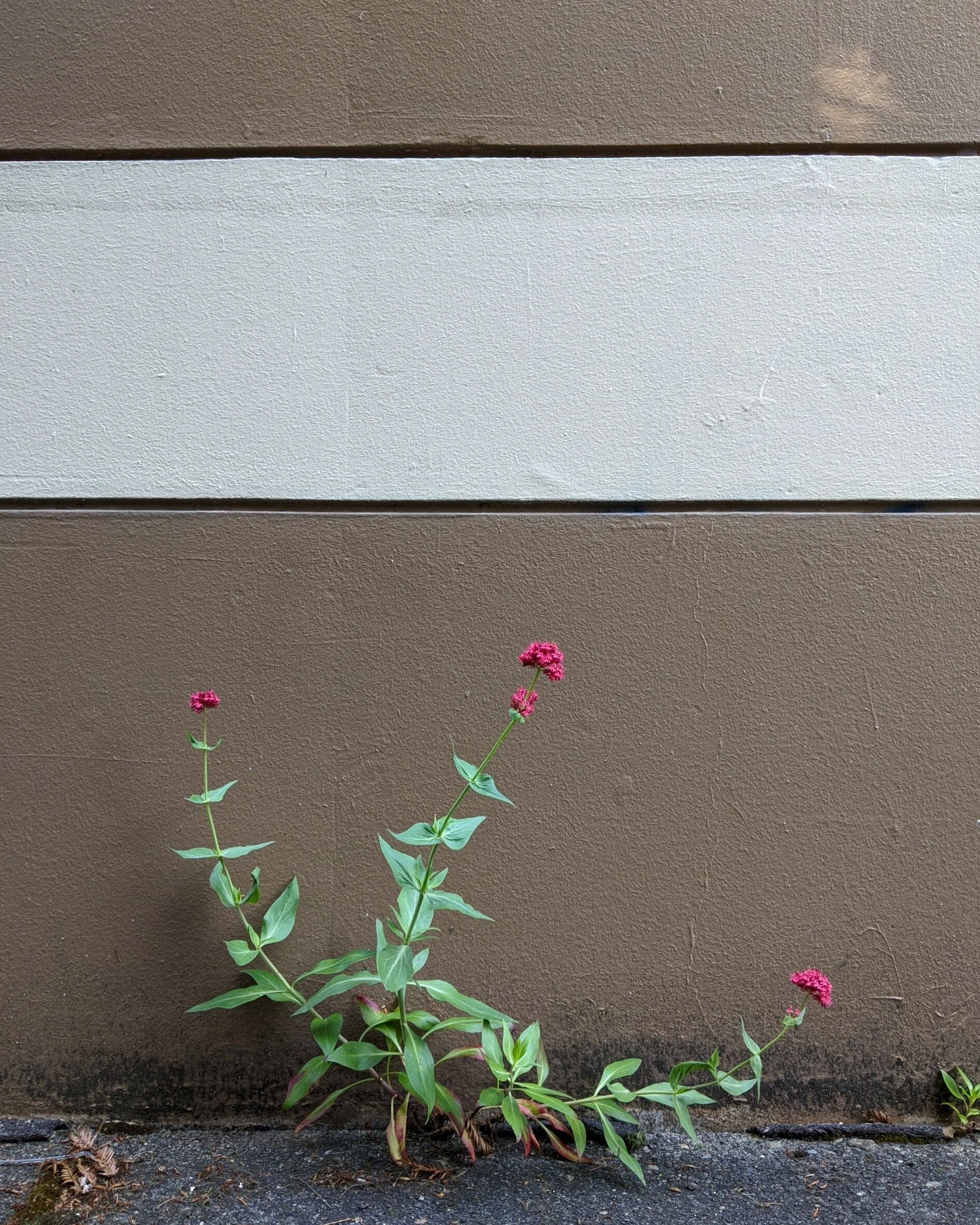  A flowering weed grows alone and determined in the crack between a building and the concrete street 