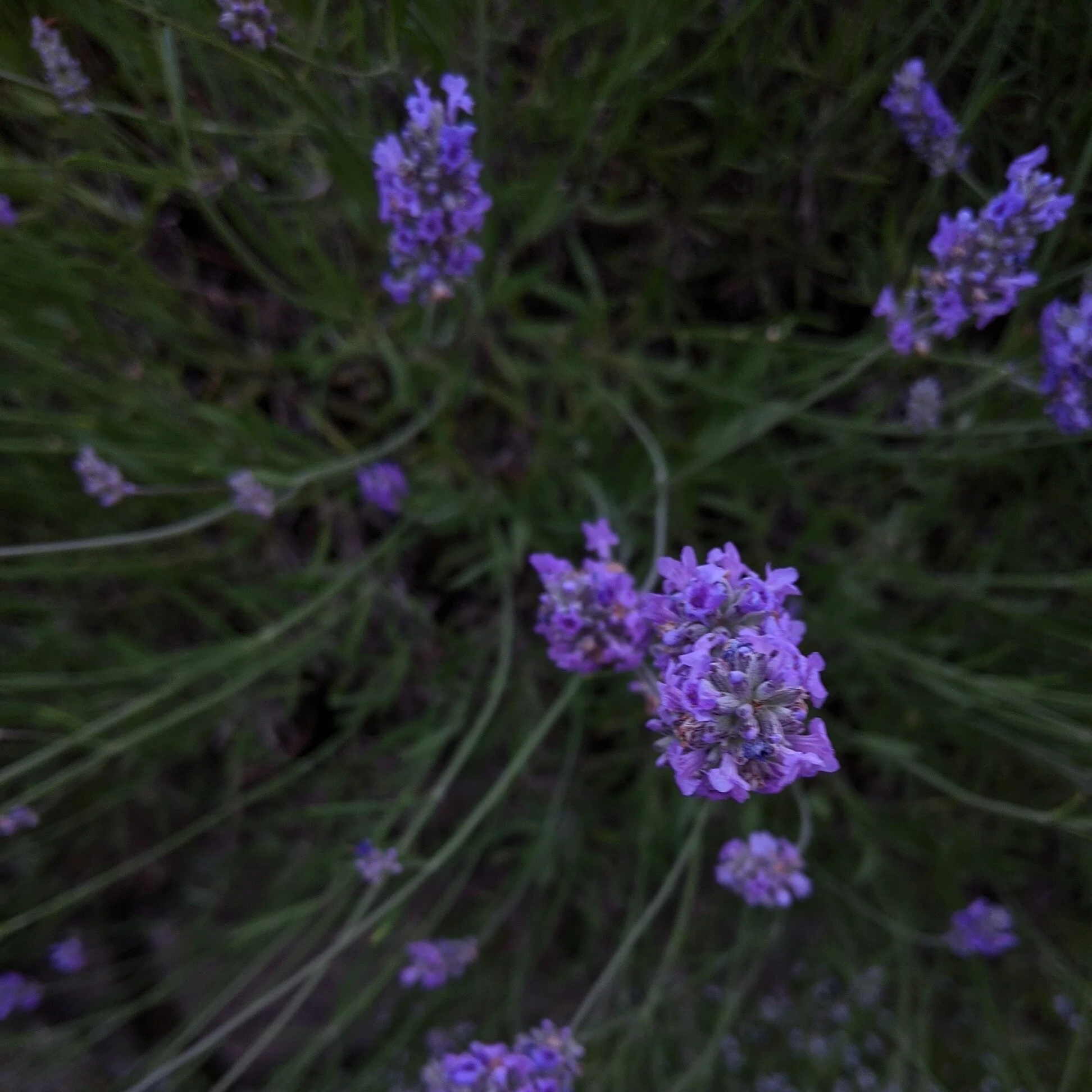  Closeup of lavender at dusk 