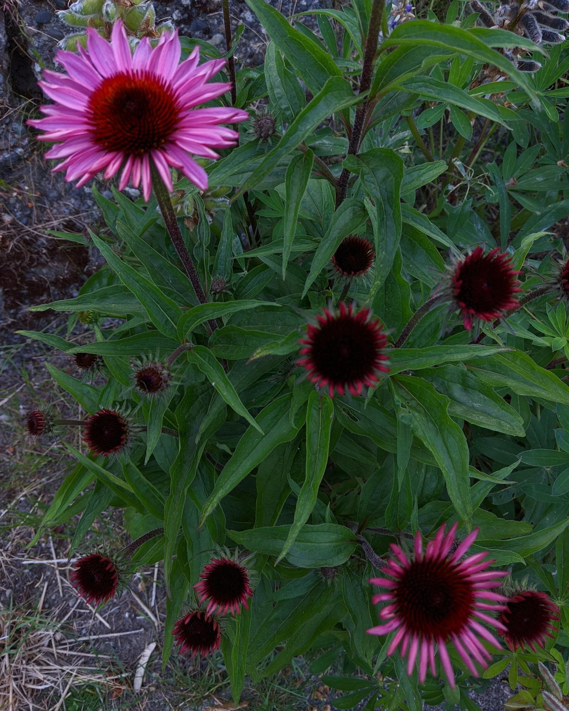  Pink flowers with large dark centers 