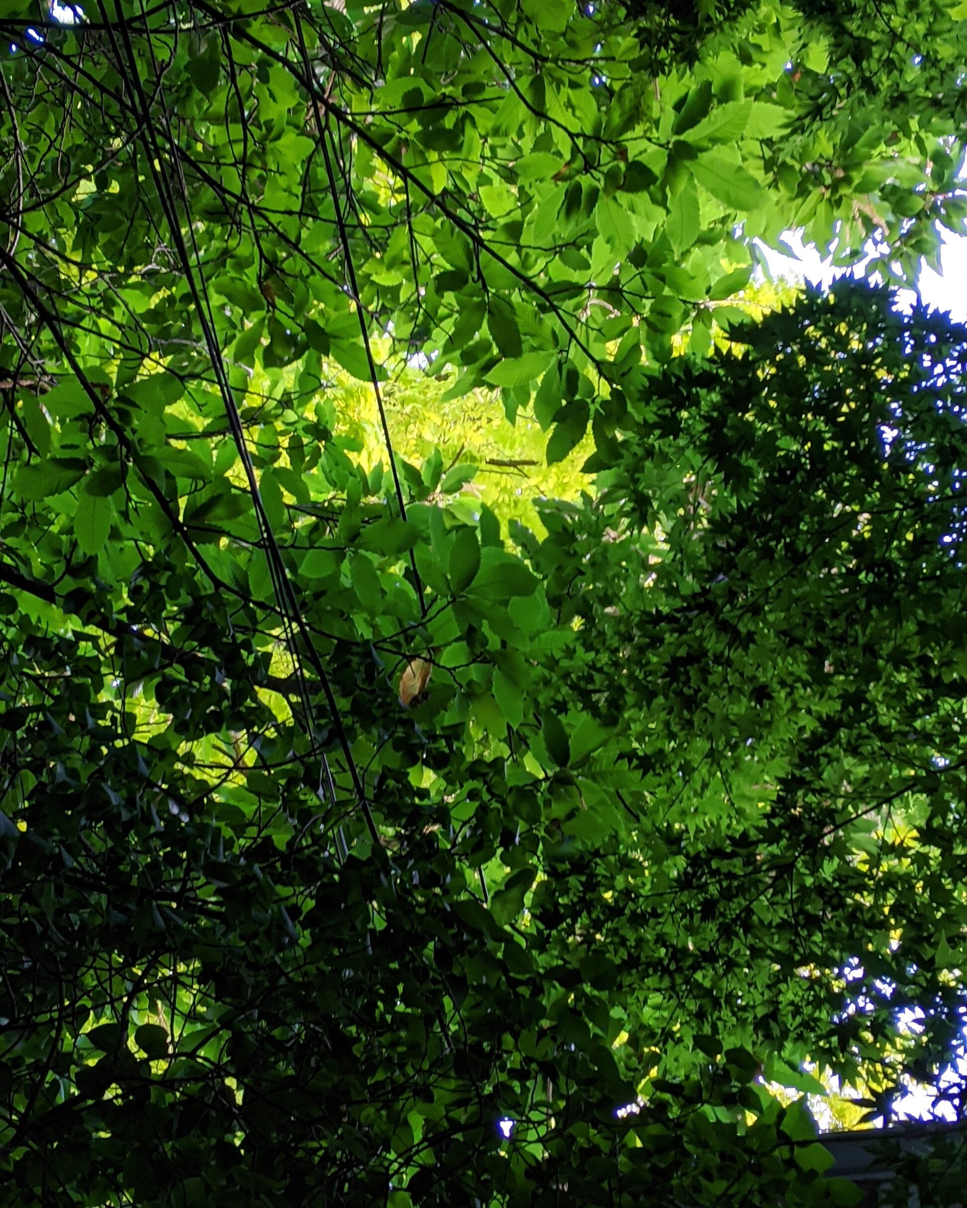  Sunlight through different layers of leaves, thick and dark at the edges of the image, with a small pinpoint of bright yellow-green in the center 