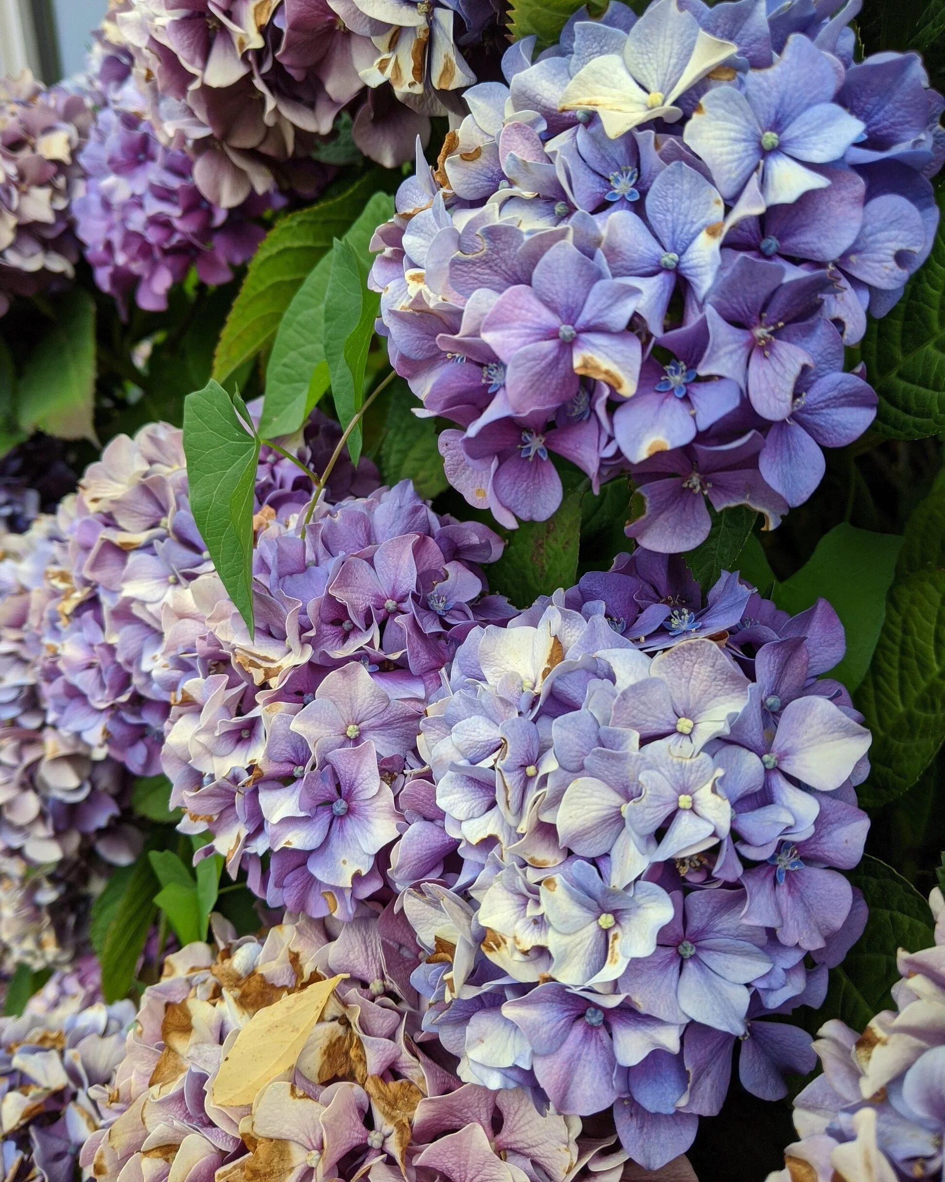  Closeup of blue-purple hydrangeas; some are browning in the late summer heat 