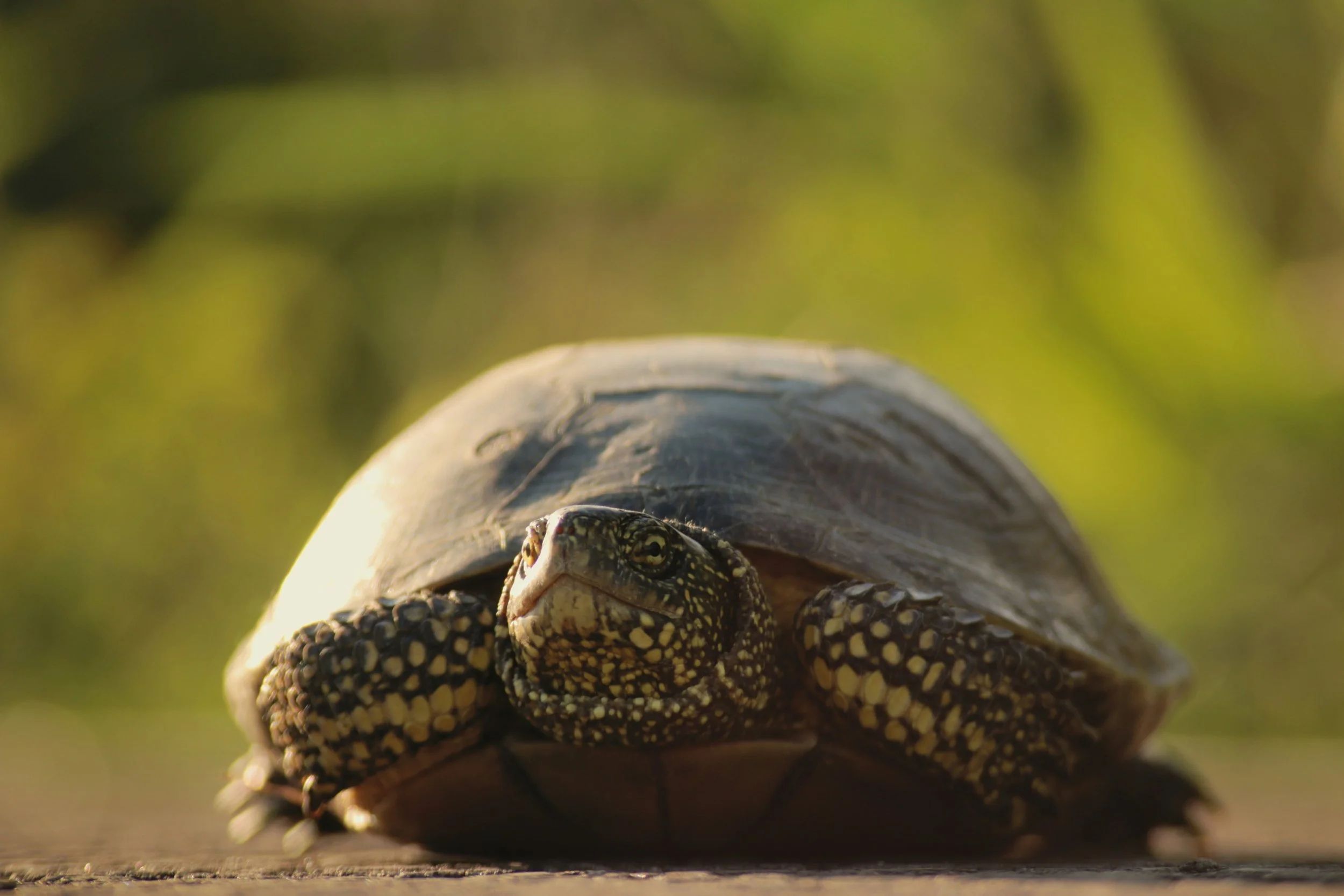What I Learned About Surrender From a Frightened Turtle