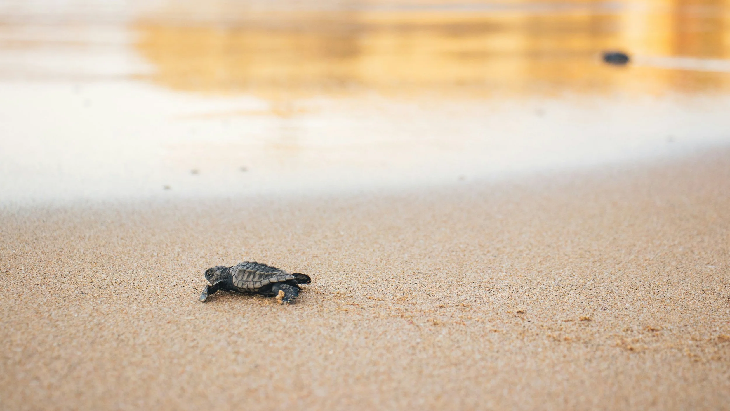 Baby Turtles, Perfect Timing, and Childlike Delight