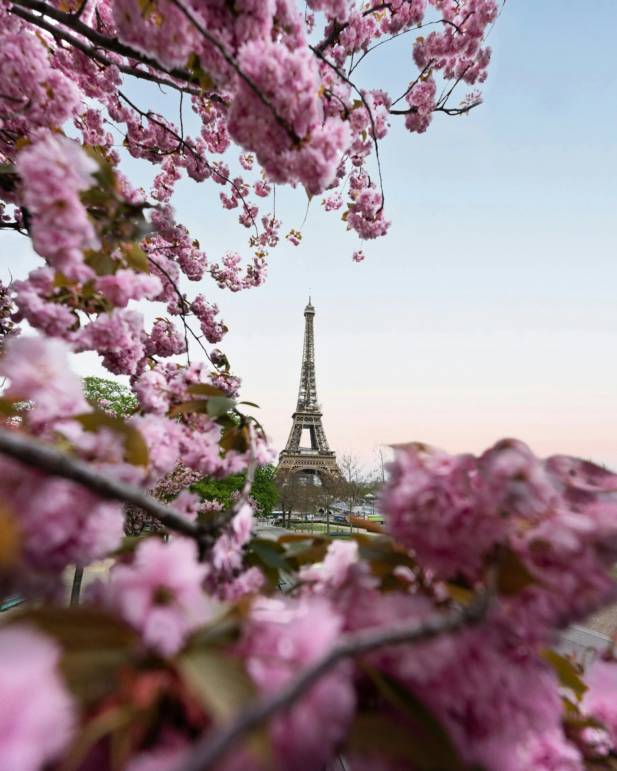 Cherry_Blossoms_Paris.jpg