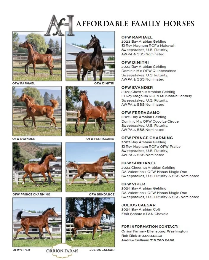 OFW Affordable Family Horse Sale!