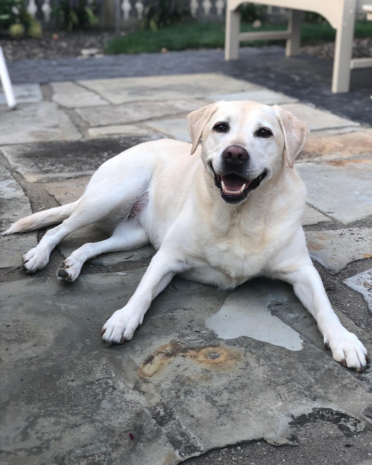 We said goodbye to April this past Monday, May 8th. 

She passed peacefully in her favorite shady spot in our backyard, with the assistance of our trusted veterinarian, and surrounded by us, Heidi, and August. We spent a beautiful sunny day outside t